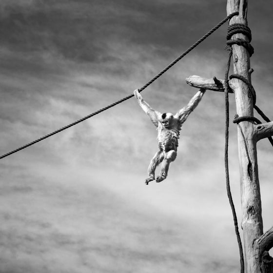 A gibbon swings from a rope, like a child on a jungle gym, a frozen moment of movement against an endless sky.