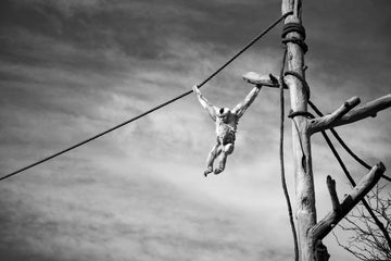 A gibbon swings from a rope, like a child on a jungle gym, a frozen moment of movement against an endless sky.